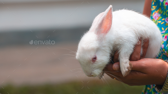 White sales albino bunny